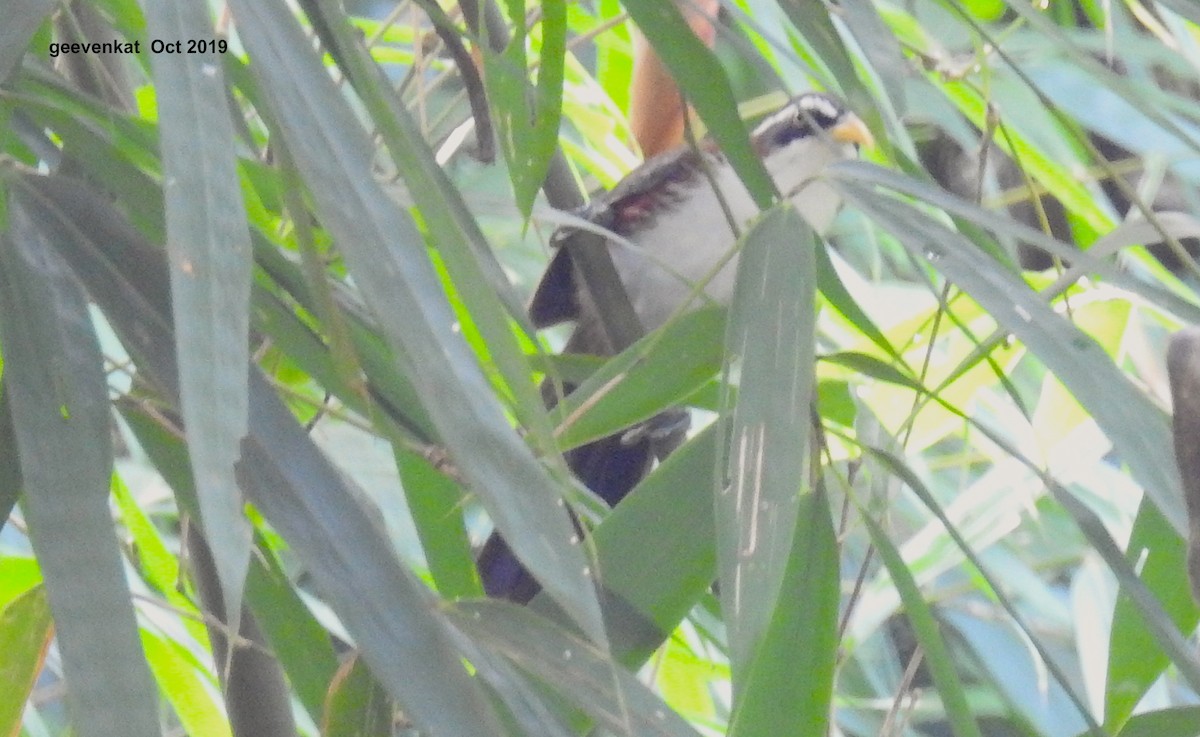 White-browed Scimitar-Babbler - ML181856801