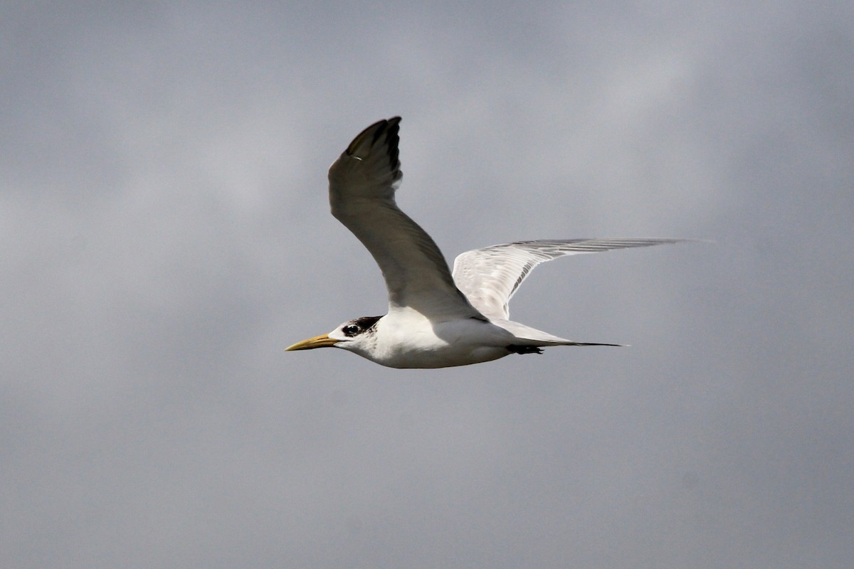Great Crested Tern - ML181856941