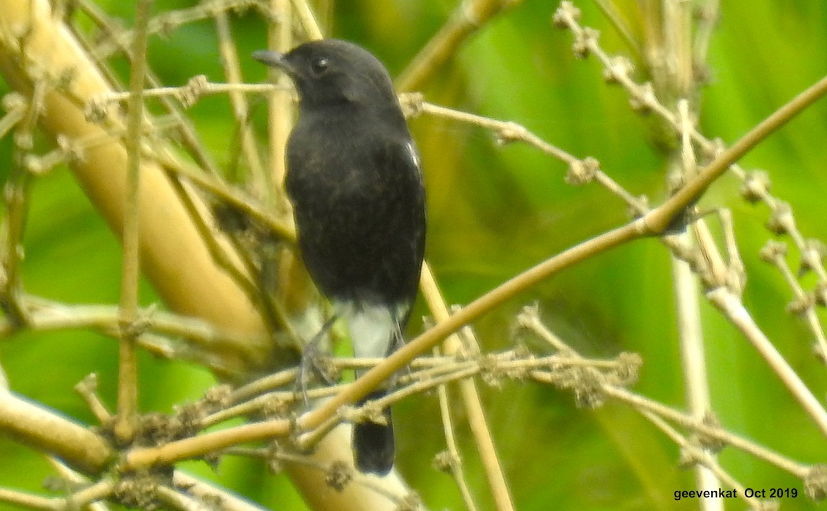 Pied Bushchat - ML181857061