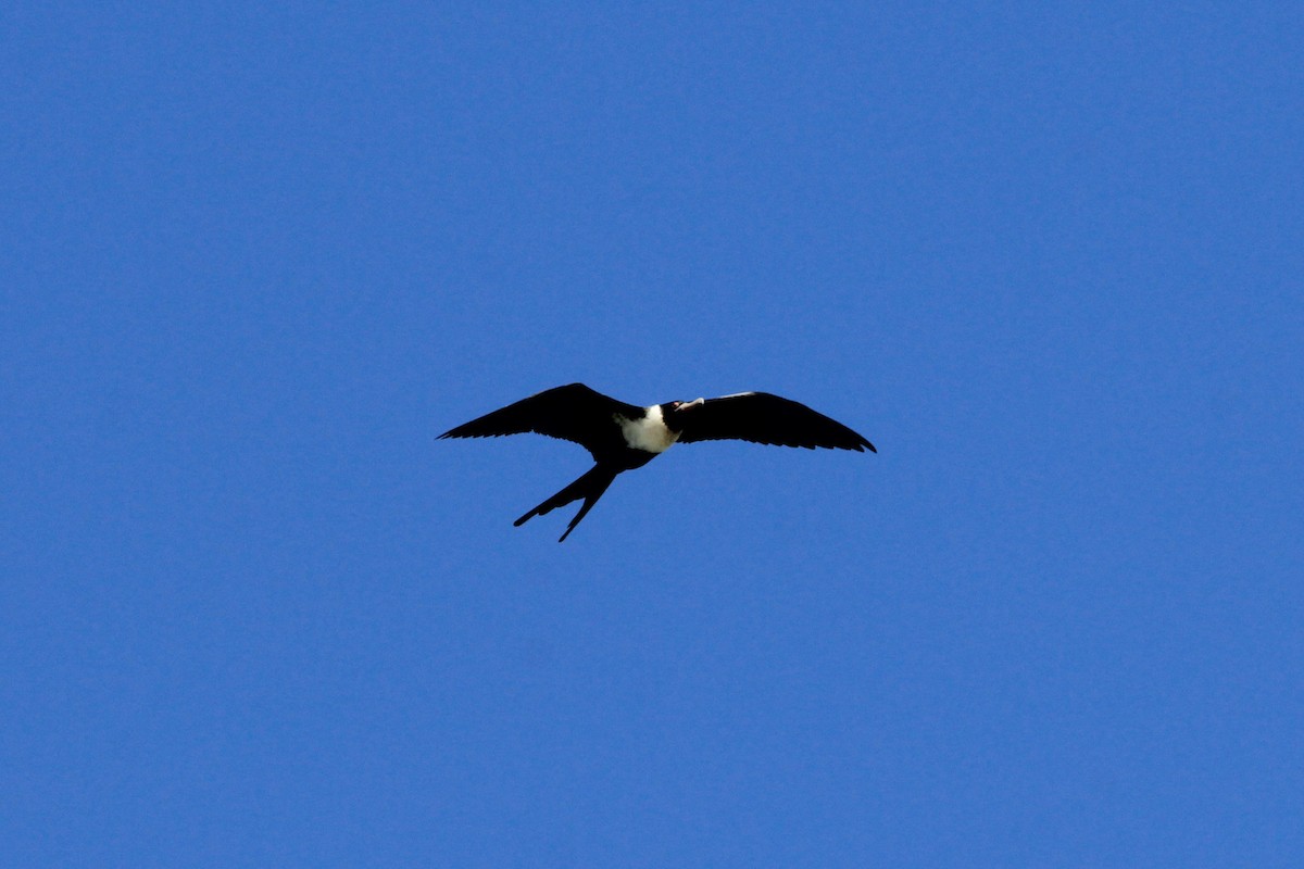 Lesser Frigatebird - ML181857071