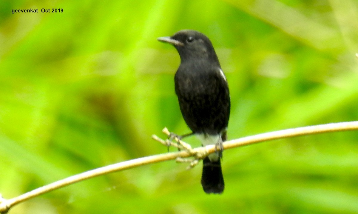 Pied Bushchat - ML181857091