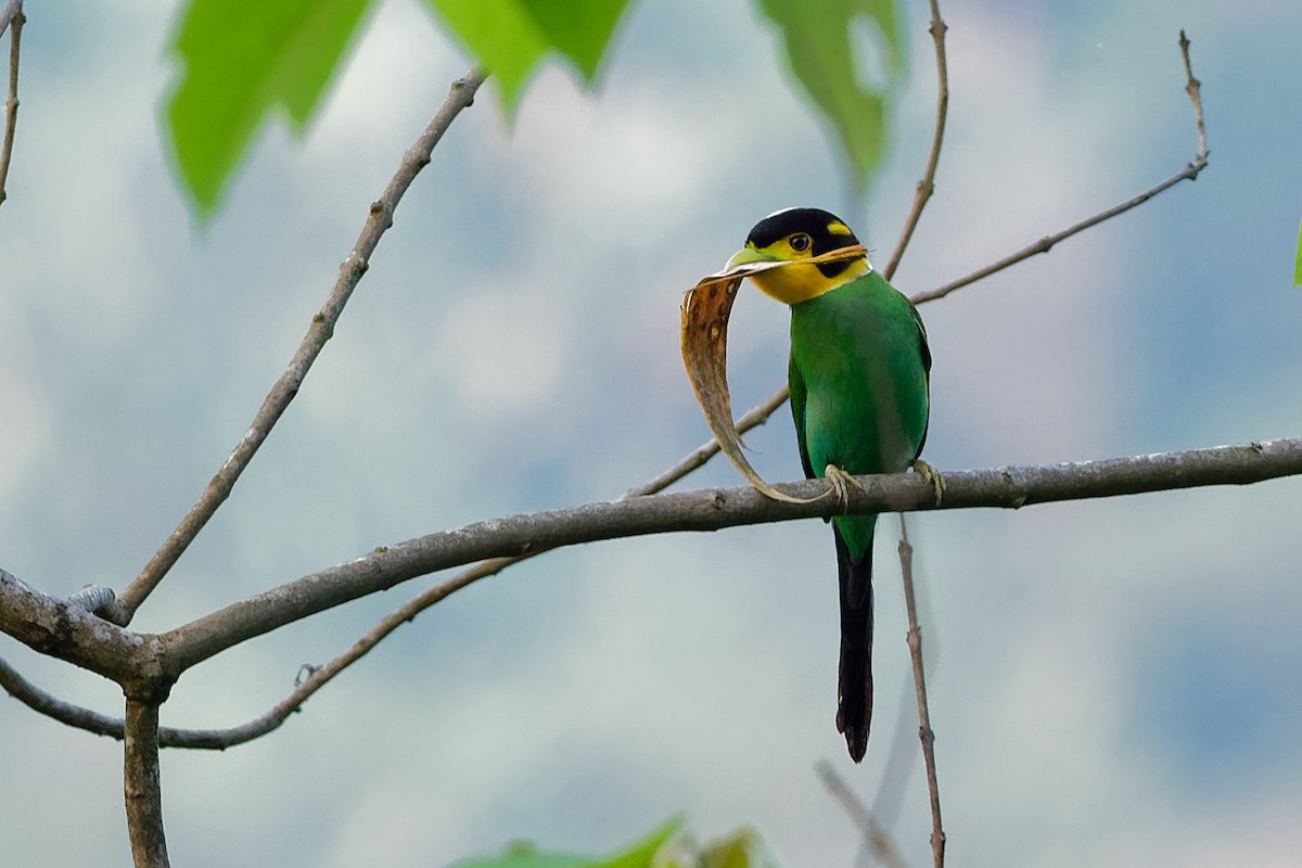 Long-tailed Broadbill - ML181858111