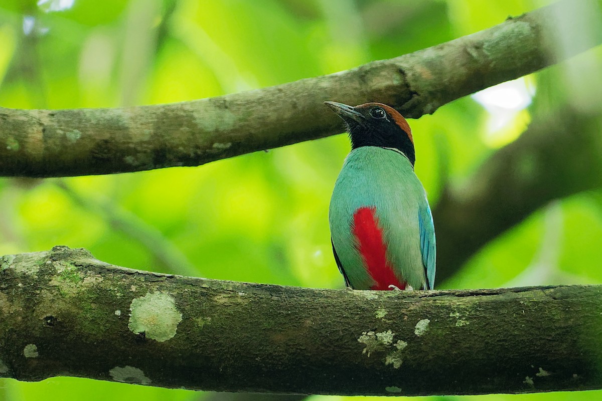 Western Hooded Pitta (Chestnut-crowned) - ML181858191