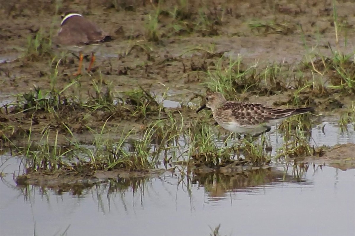 Baird's Sandpiper - ML181858351