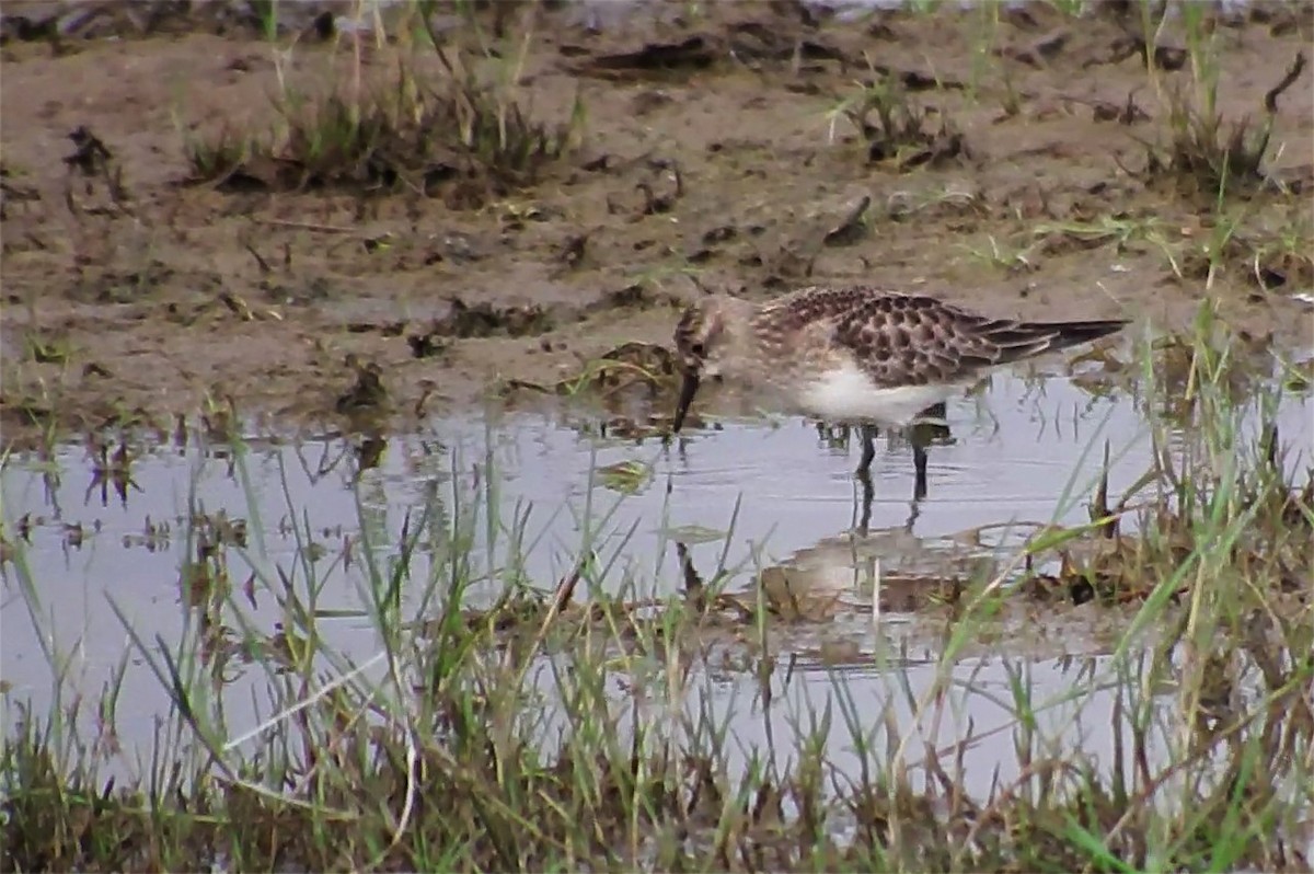 Baird's Sandpiper - ML181858361