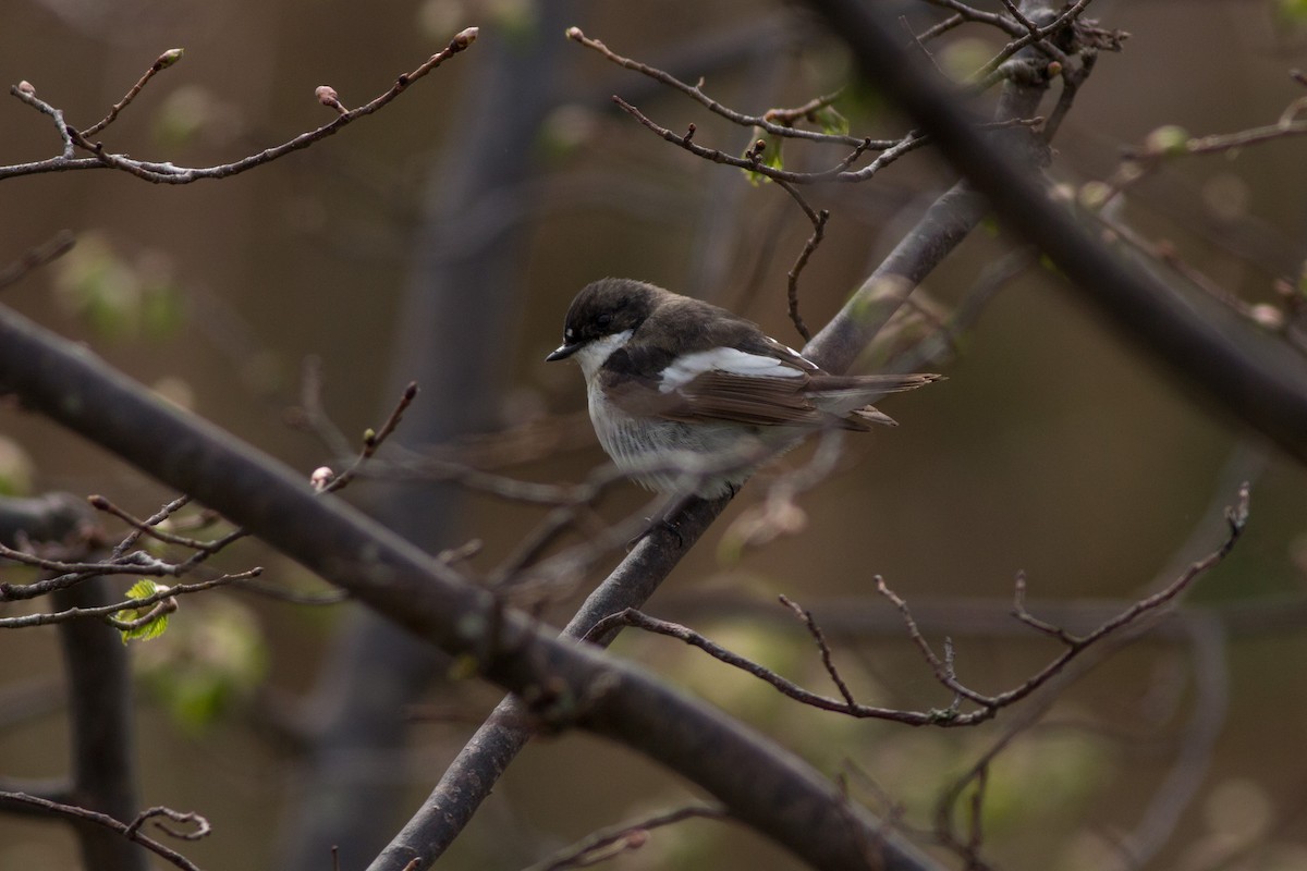 European Pied Flycatcher - ML181858371