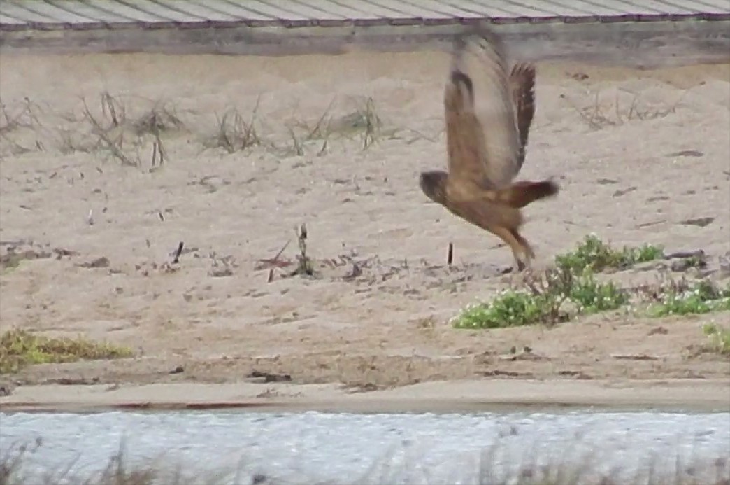 Eurasian Eagle-Owl - ML181858391