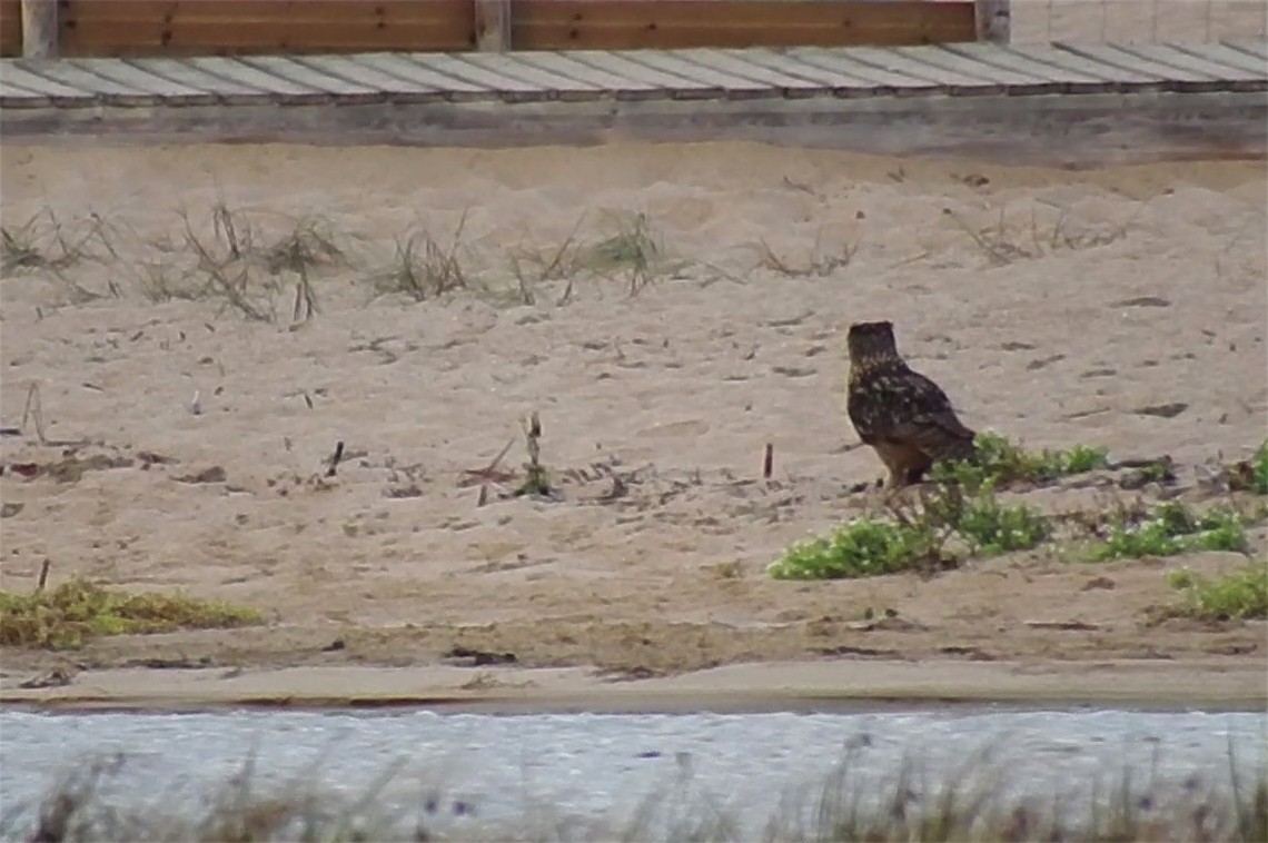 Eurasian Eagle-Owl - ML181858401