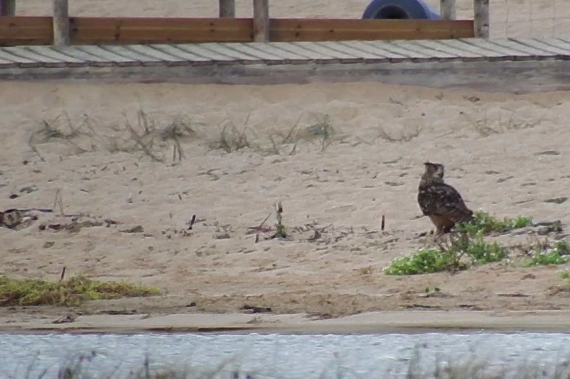 Eurasian Eagle-Owl - ML181858411