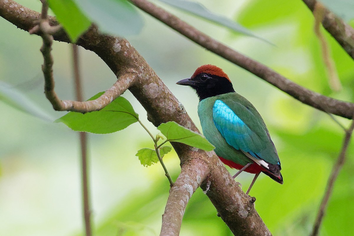 Western Hooded Pitta (Chestnut-crowned) - ML181858541