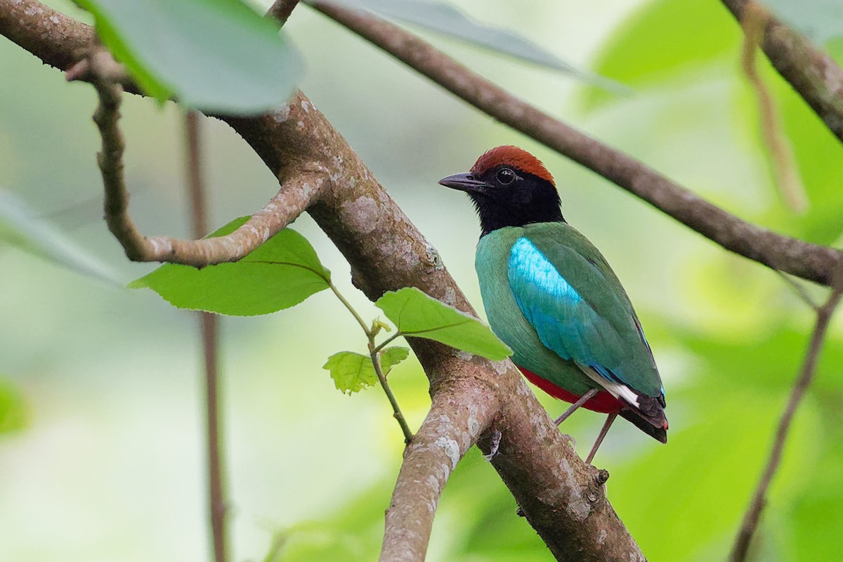 Western Hooded Pitta (Chestnut-crowned) - ML181858551