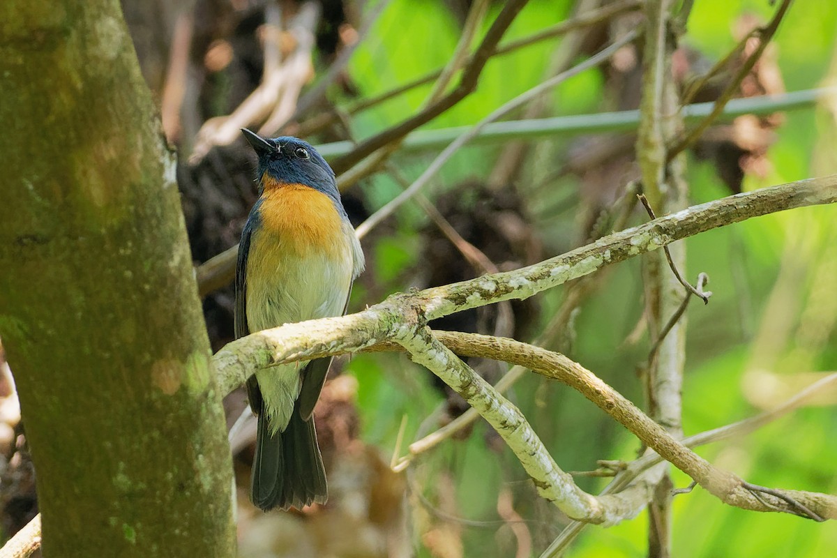 Chinese Blue Flycatcher - ML181858601