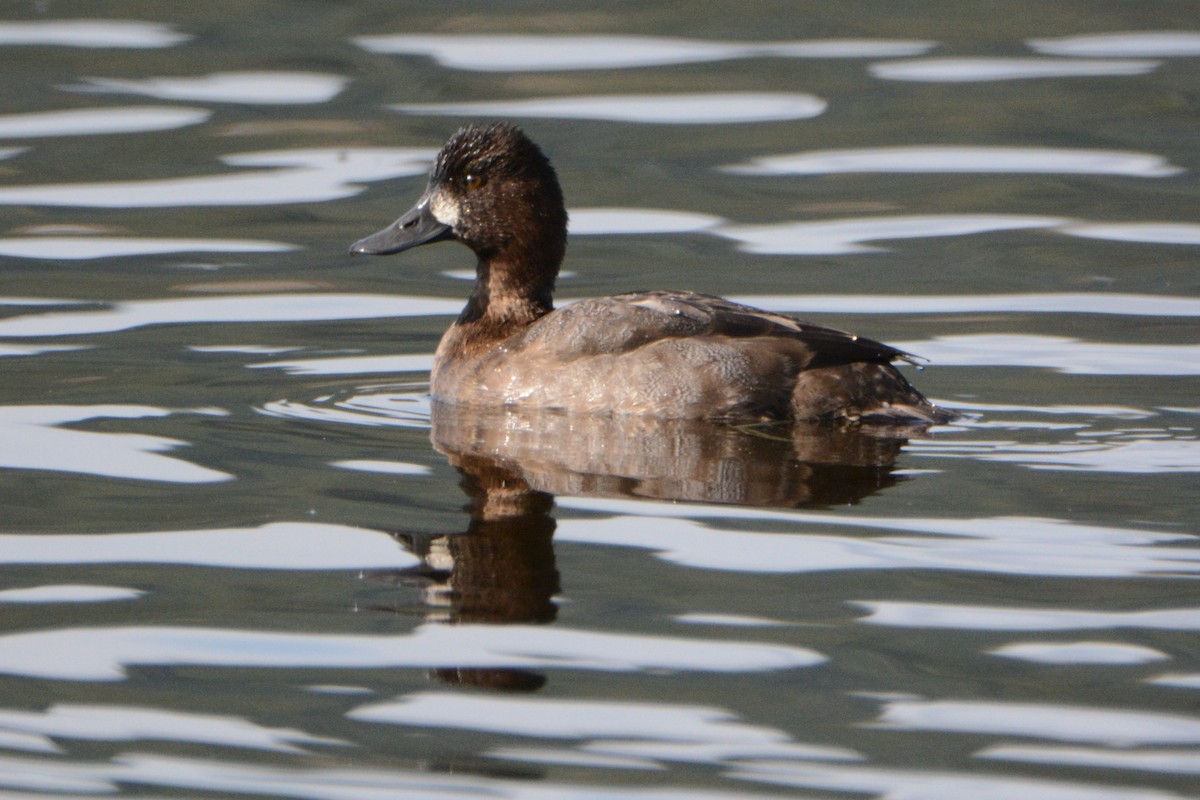 Lesser Scaup - ML181858851