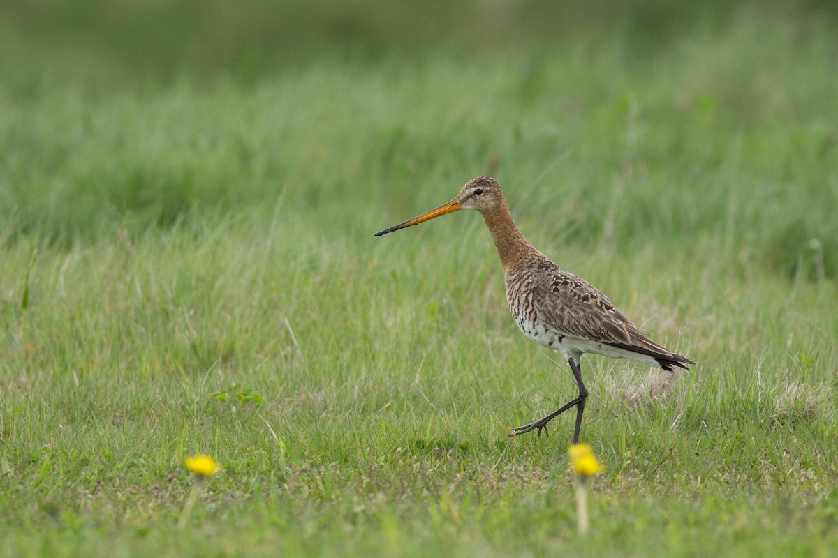 svarthalespove (limosa) - ML181859141