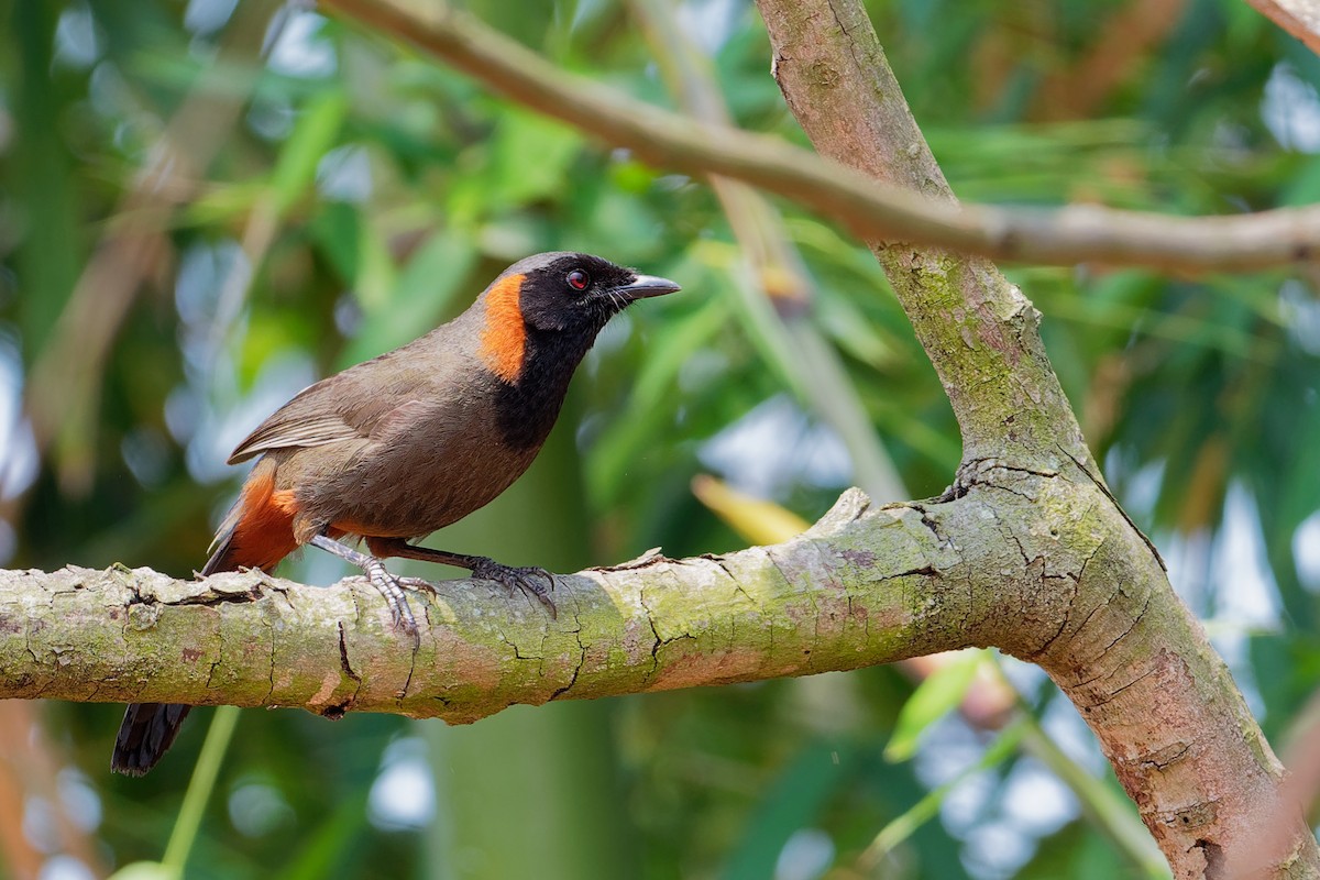 Rufous-necked Laughingthrush - ML181859161