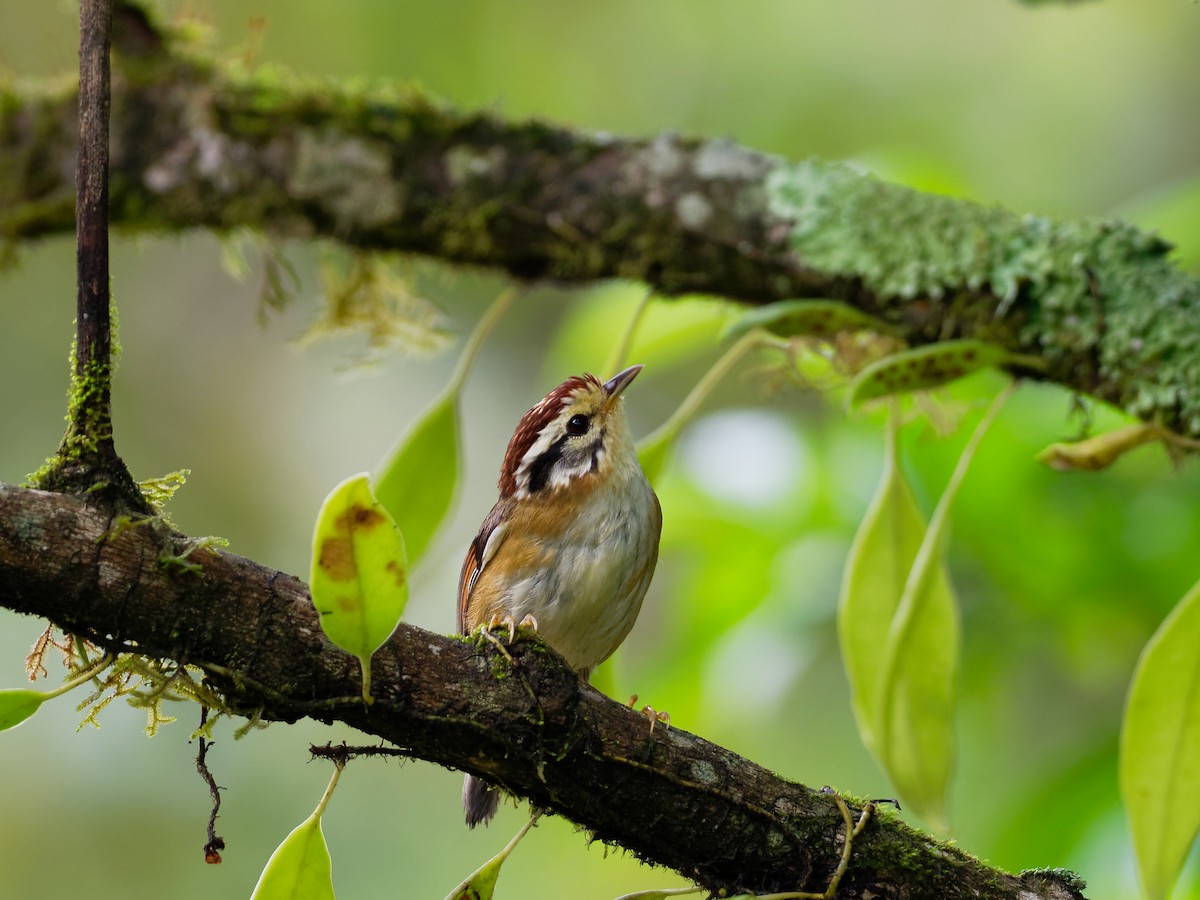 Rufous-winged Fulvetta - ML181860391