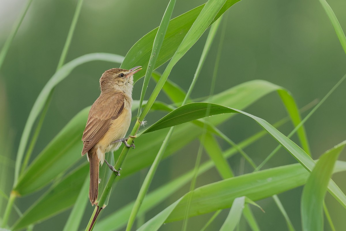 Oriental Reed Warbler - ML181862051