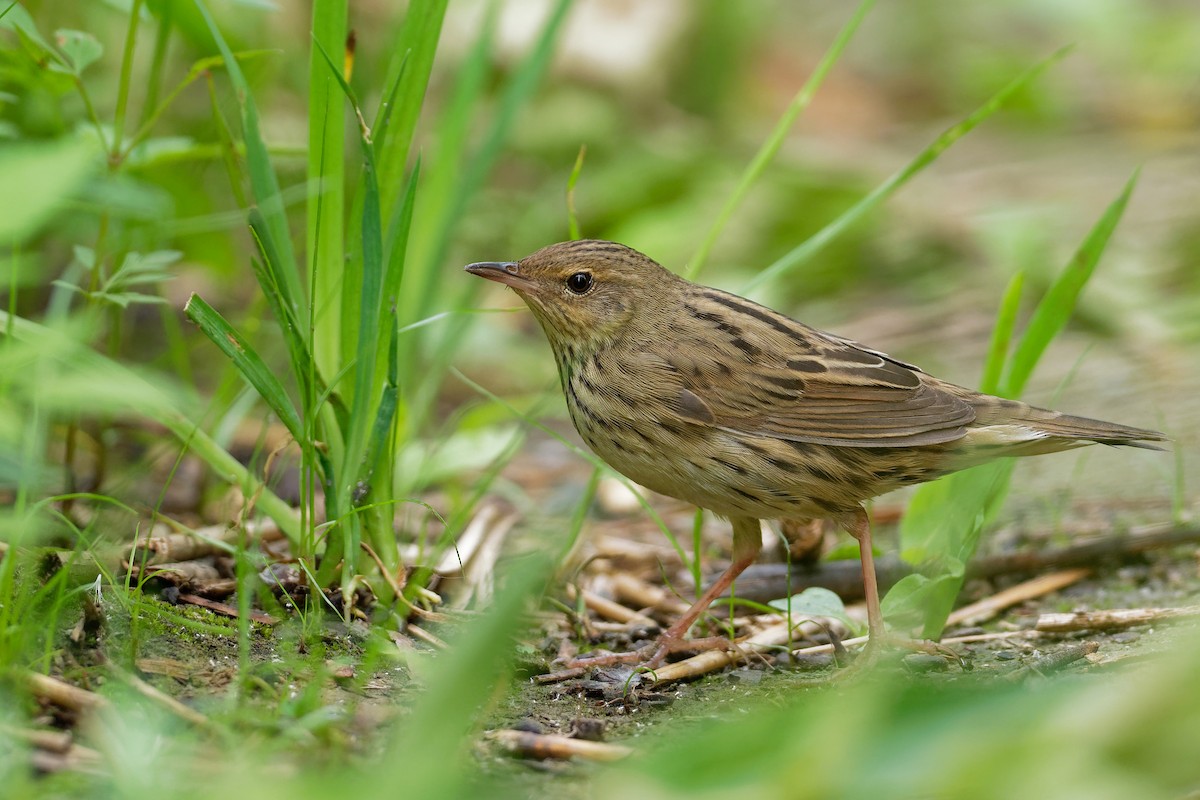 Lanceolated Warbler - ML181862111