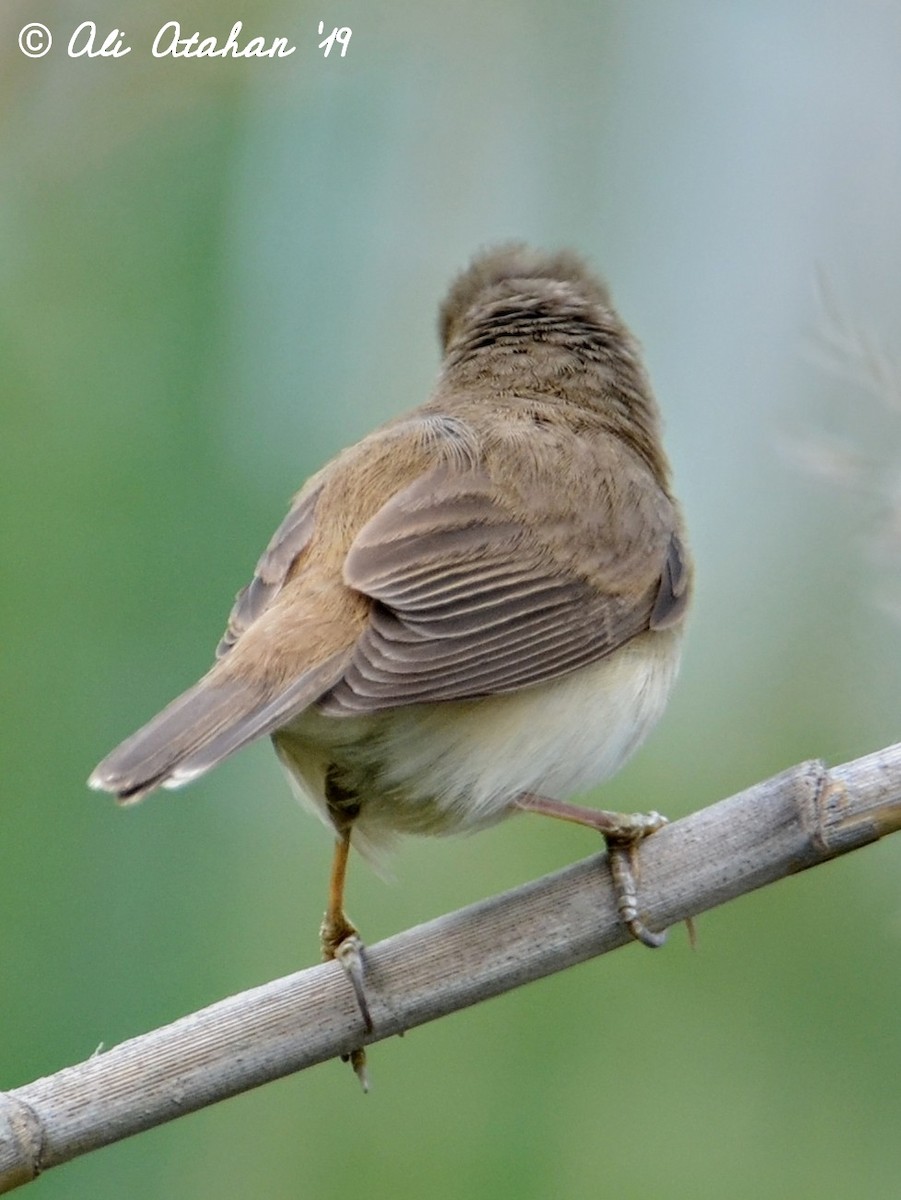 Blyth's Reed Warbler - ML181863161