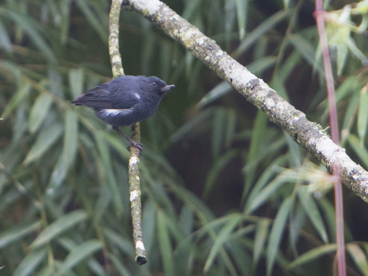 Pinchaflor Flanquiblanco - ML181863431