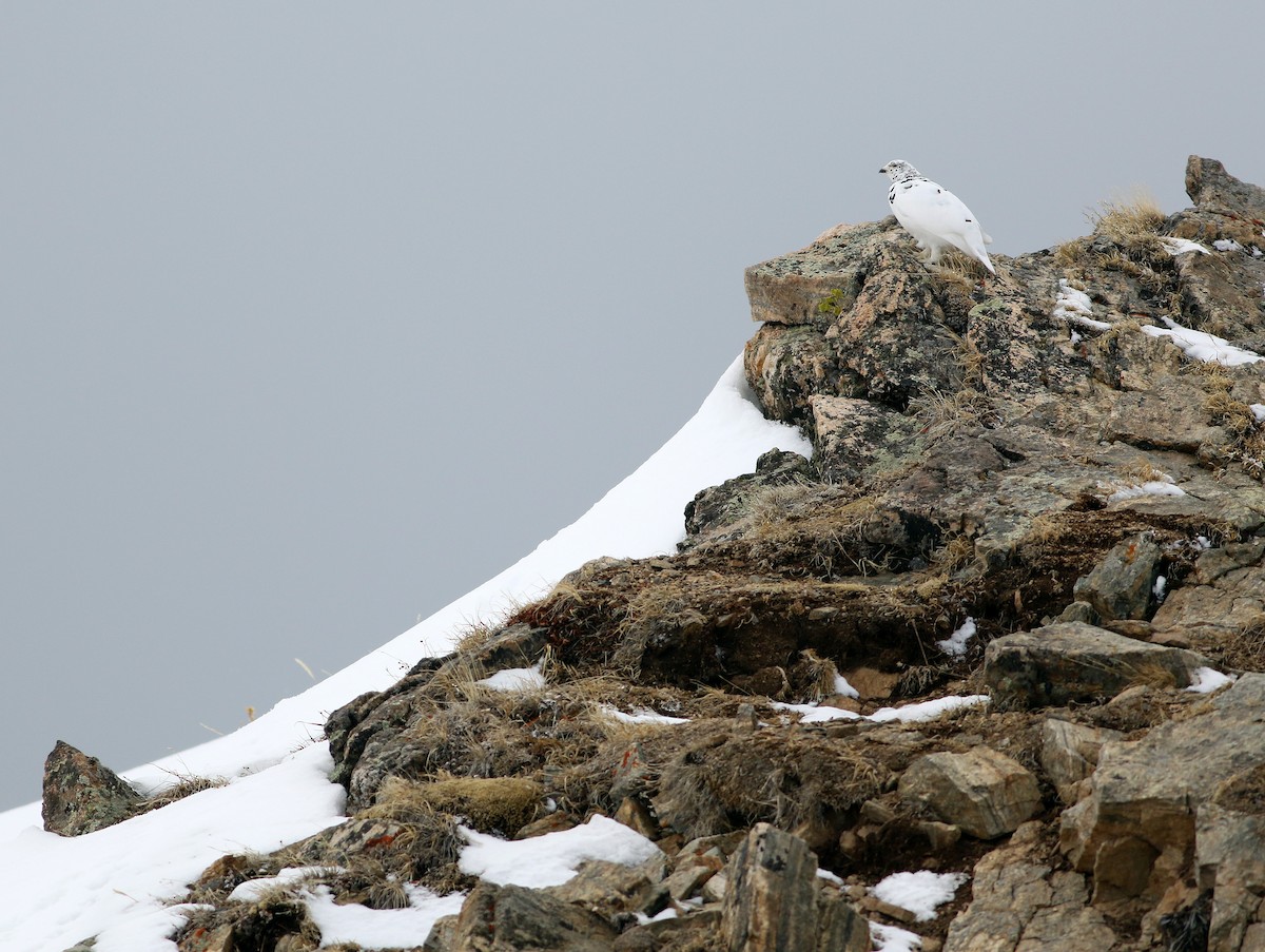 White-tailed Ptarmigan - Andrew Spencer