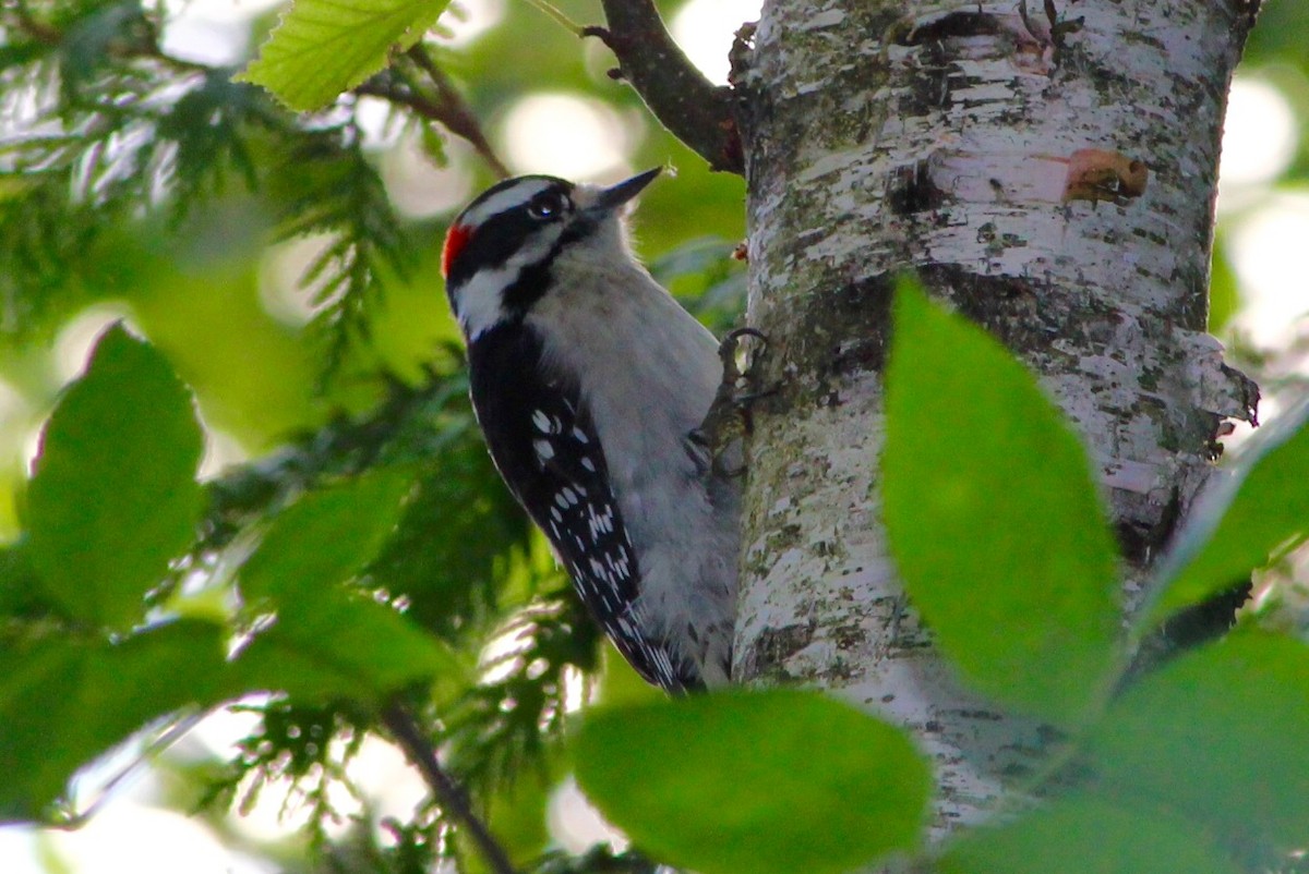 Downy Woodpecker - ML181863981