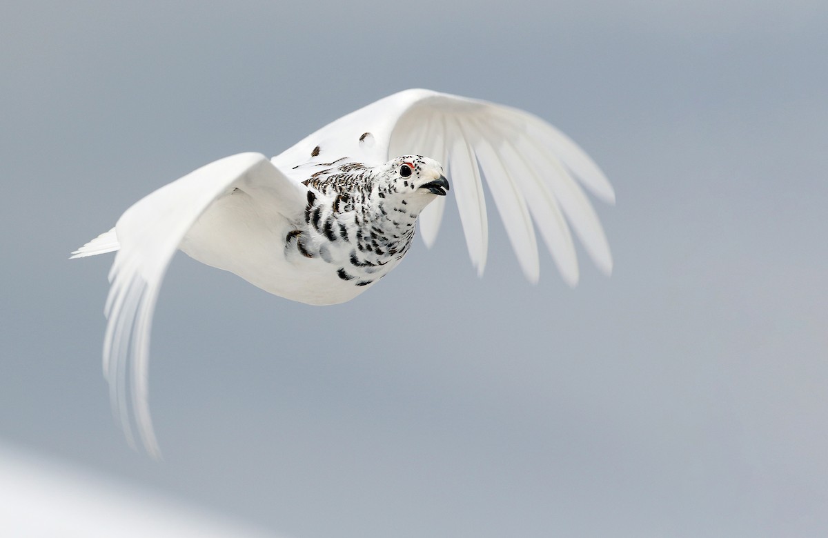 White-tailed Ptarmigan - ML181863991