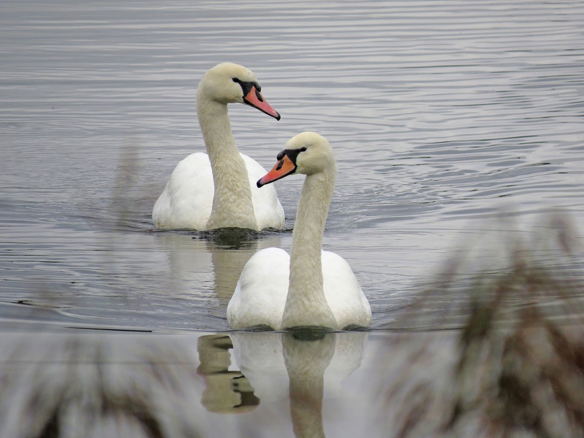 Cygne tuberculé - ML181864511