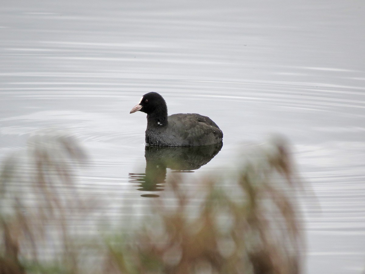 Eurasian Coot - Ray Scally