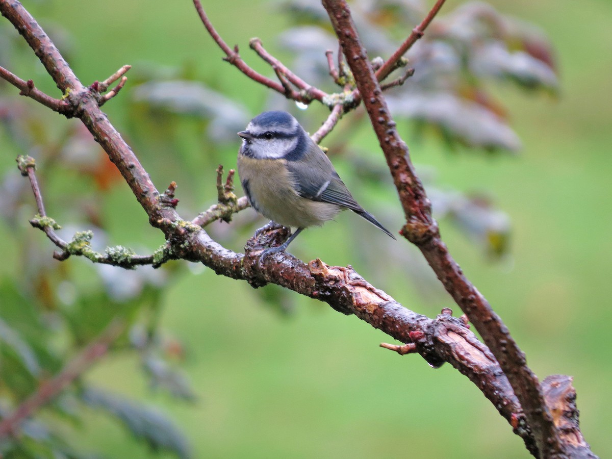 Eurasian Blue Tit - ML181864701