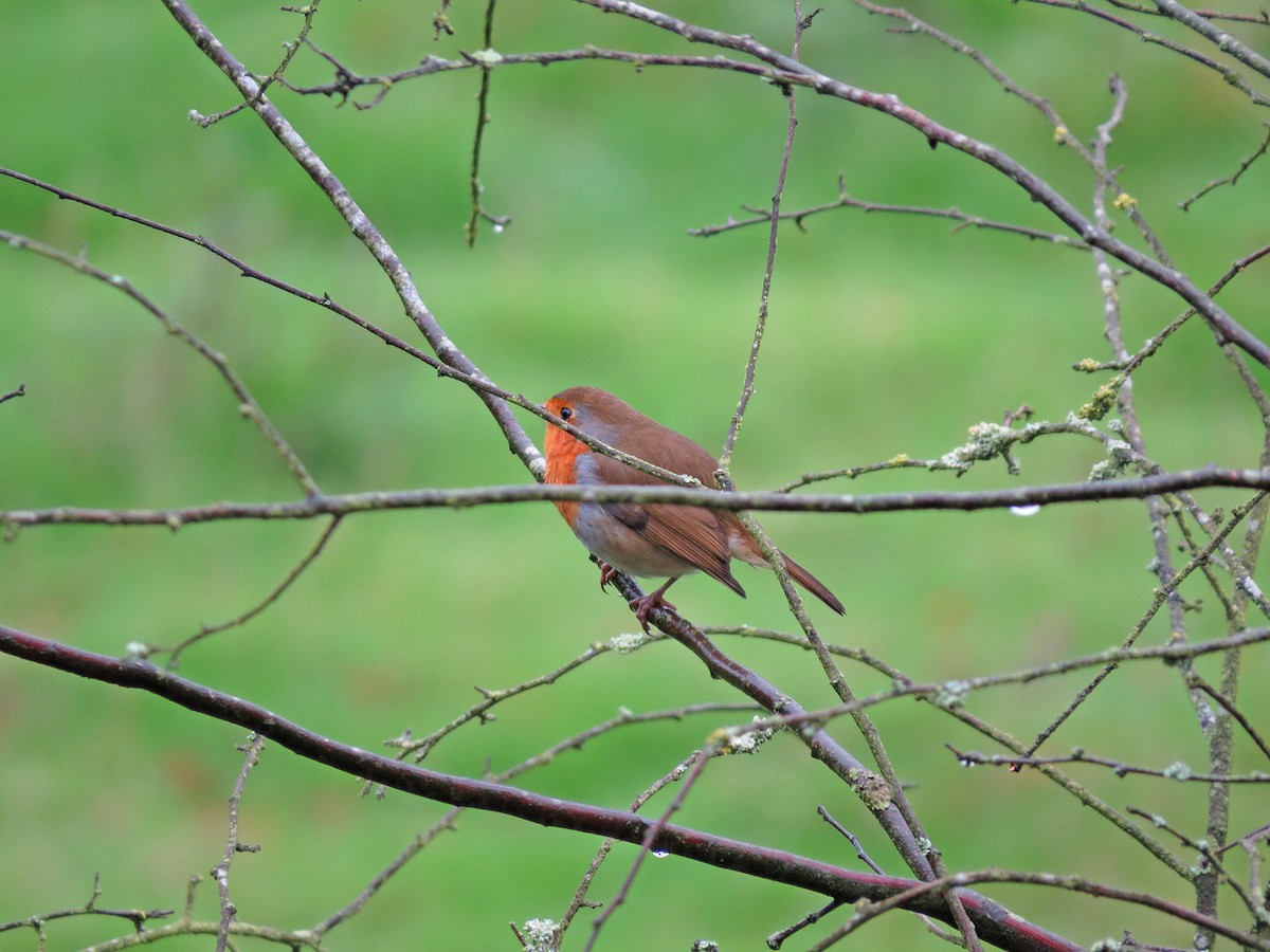 European Robin - ML181864741