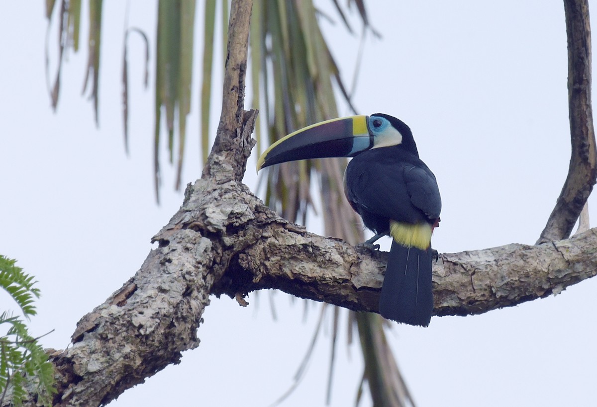 White-throated Toucan - ML181866921