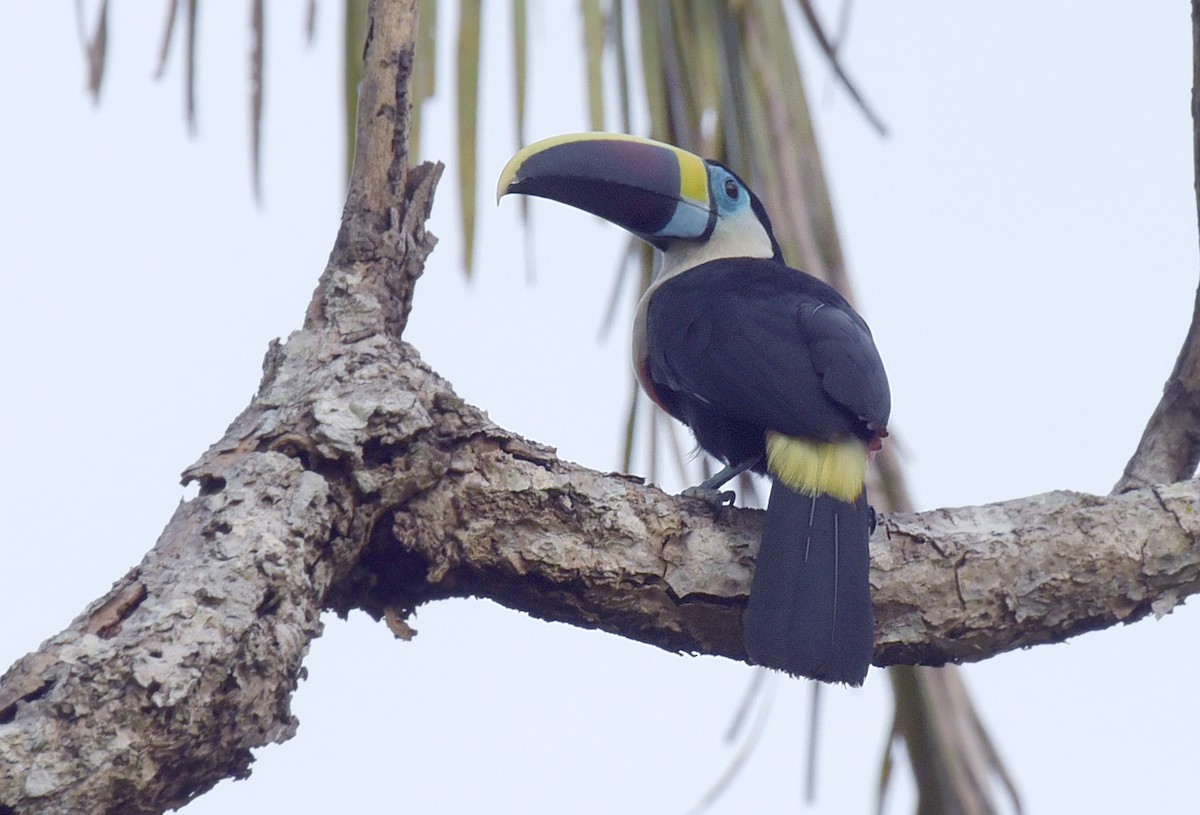 White-throated Toucan - ML181866931