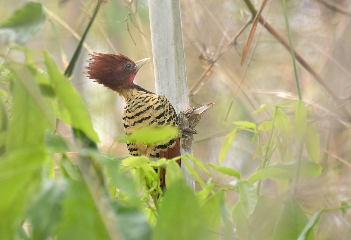 Kaempfer's Woodpecker - ML181867181