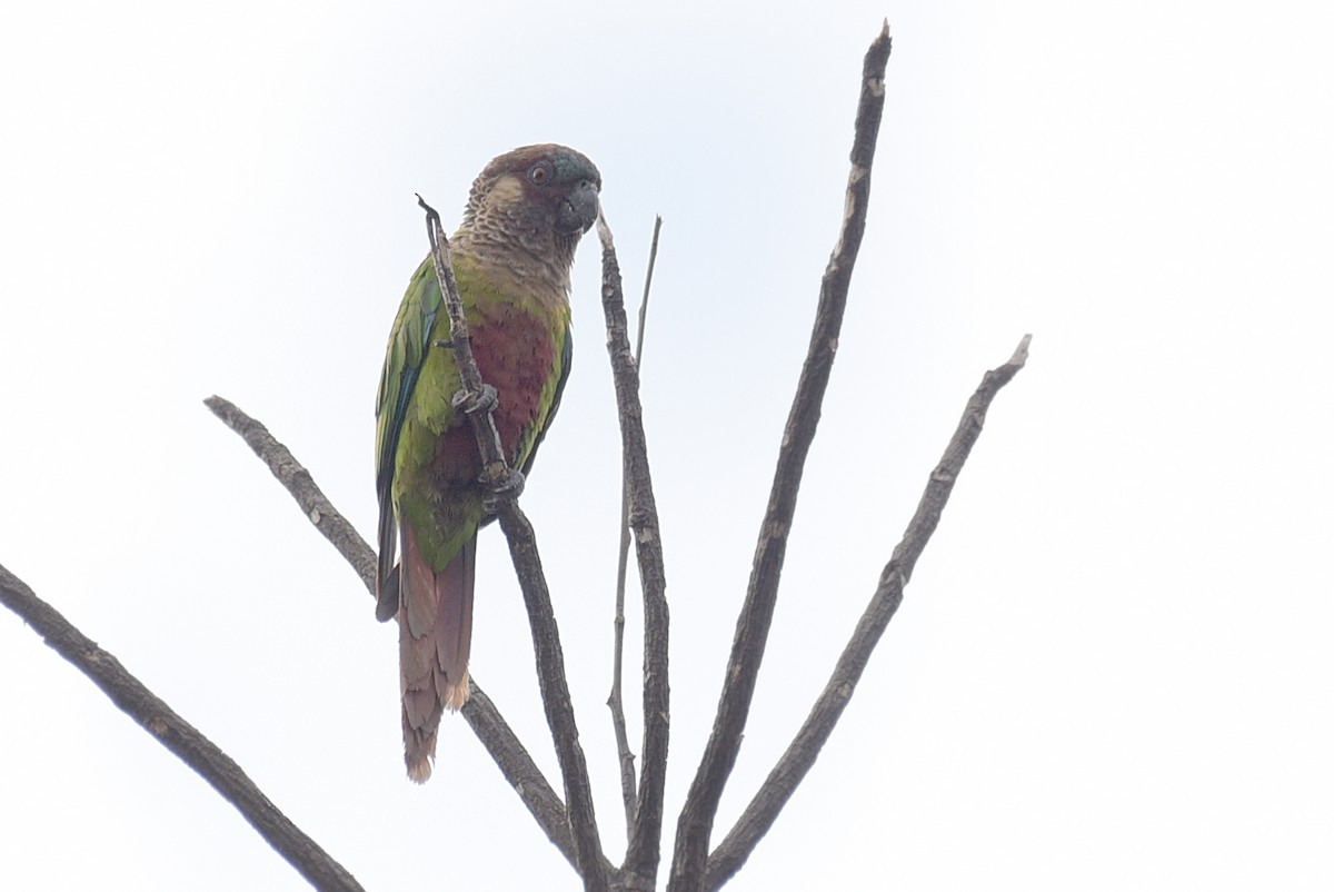 Conure de Hellmayr (amazonum) - ML181867301