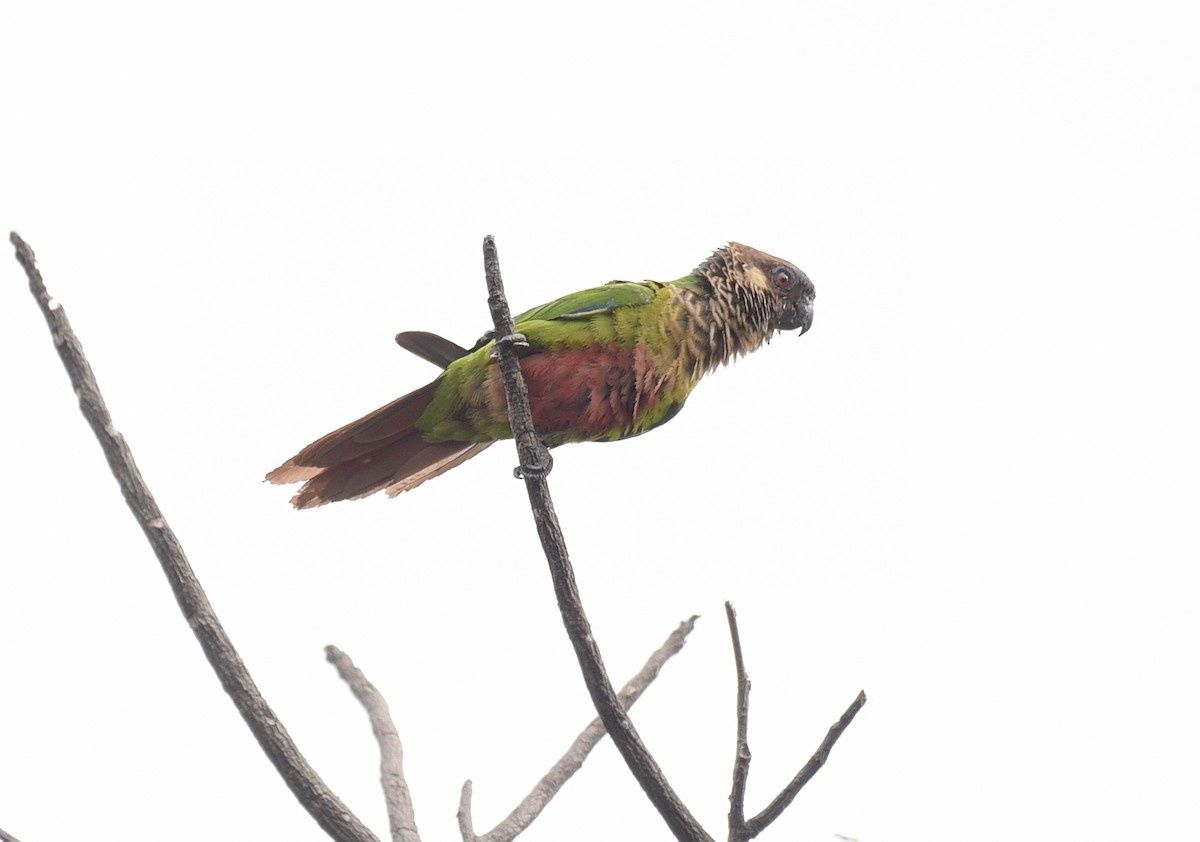 Santarem Papağanı (amazonum) - ML181867311