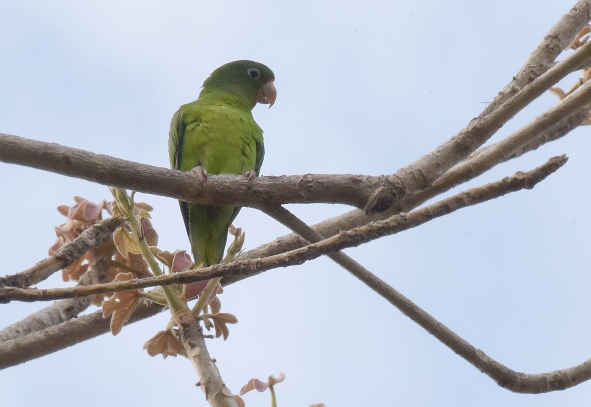 pyrura paráský (ssp. amazonum) - ML181867321