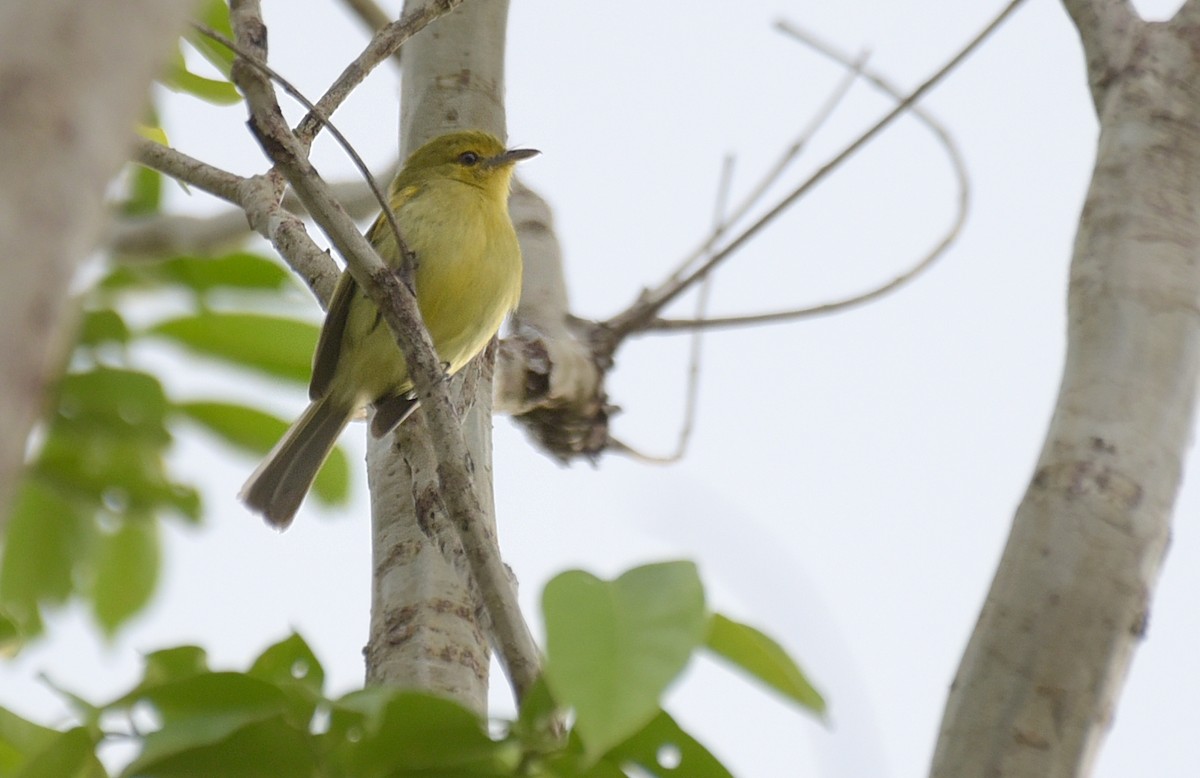 Ochre-lored Flatbill - ML181867501