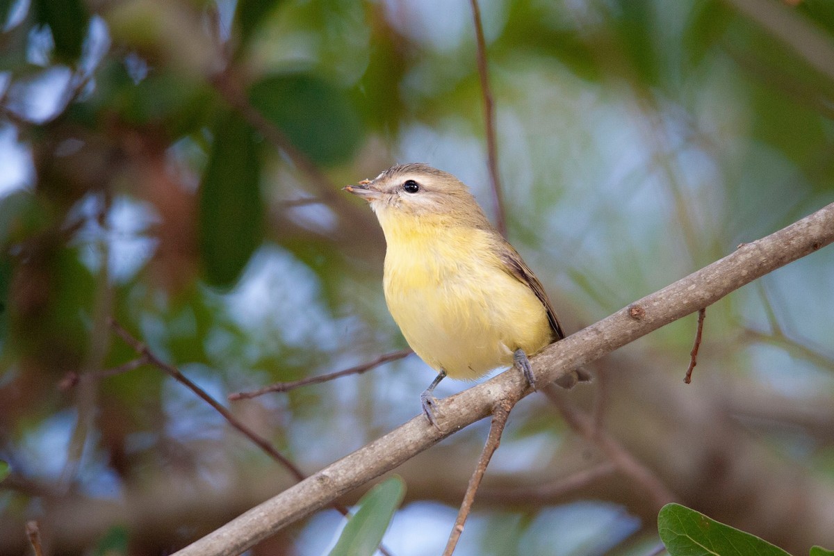 Vireo de Filadelfia - ML181867521