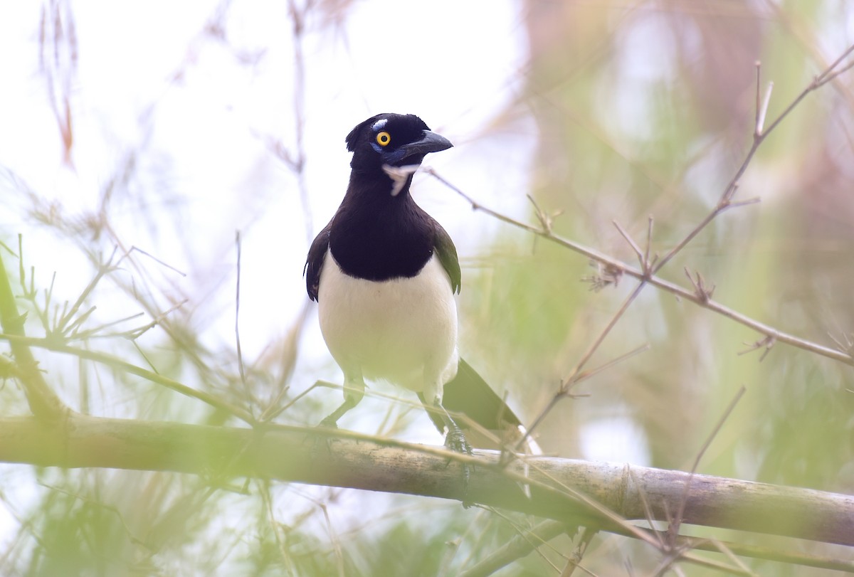 White-naped Jay - ML181867721