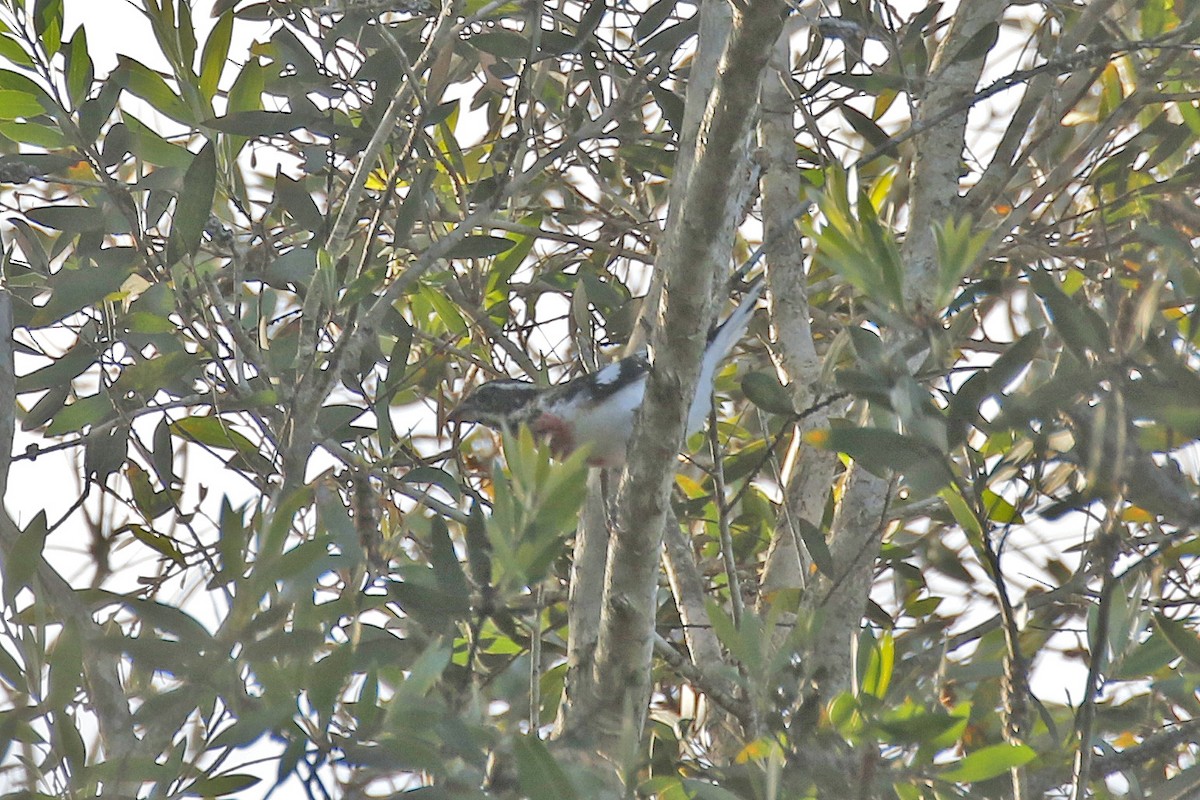 Rose-breasted Grosbeak - ML181867951