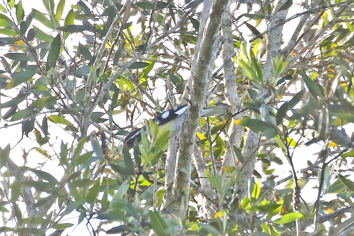 Rose-breasted Grosbeak - ML181867961