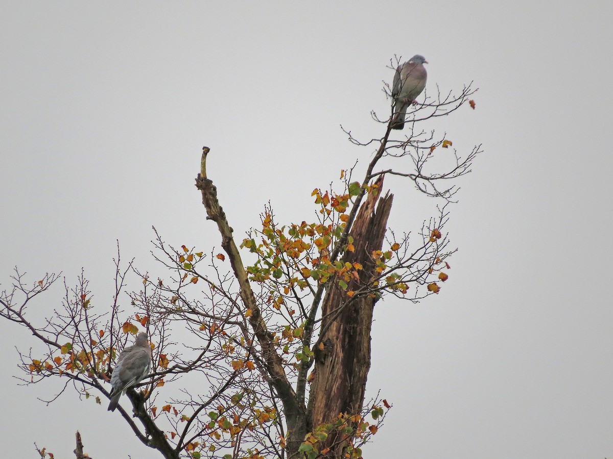 Common Wood-Pigeon - ML181868371