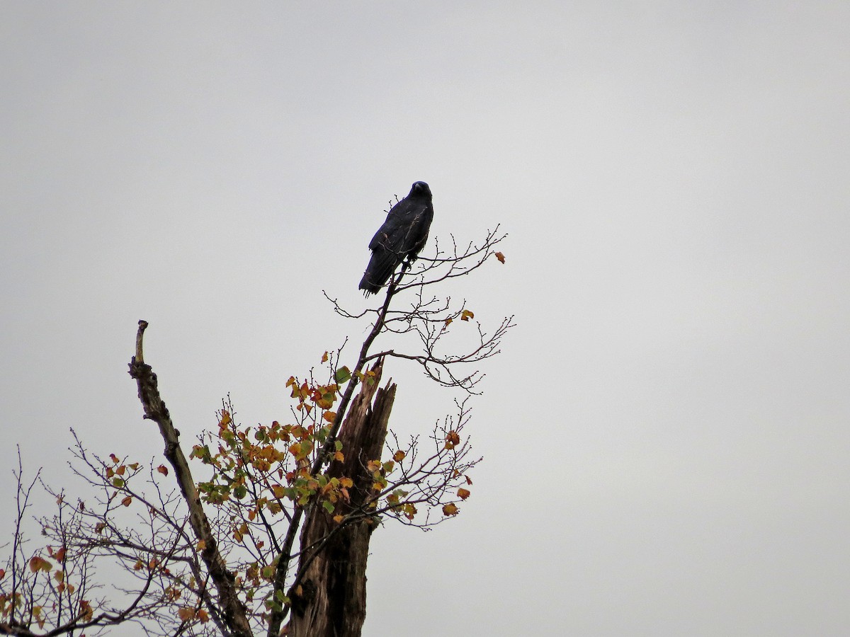 Carrion Crow - Ray Scally