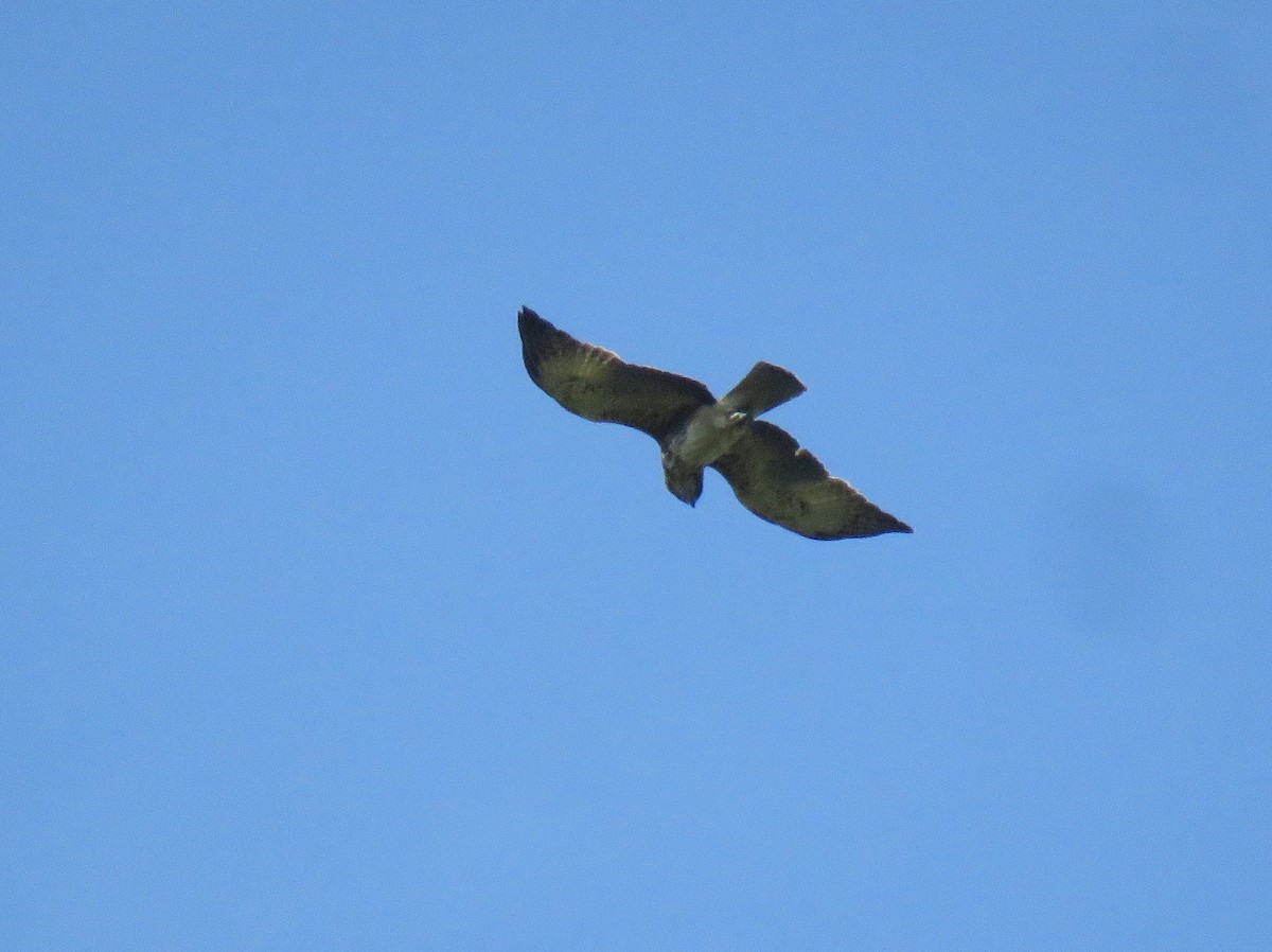 Новогвинейский орёл-карлик - ML181868951