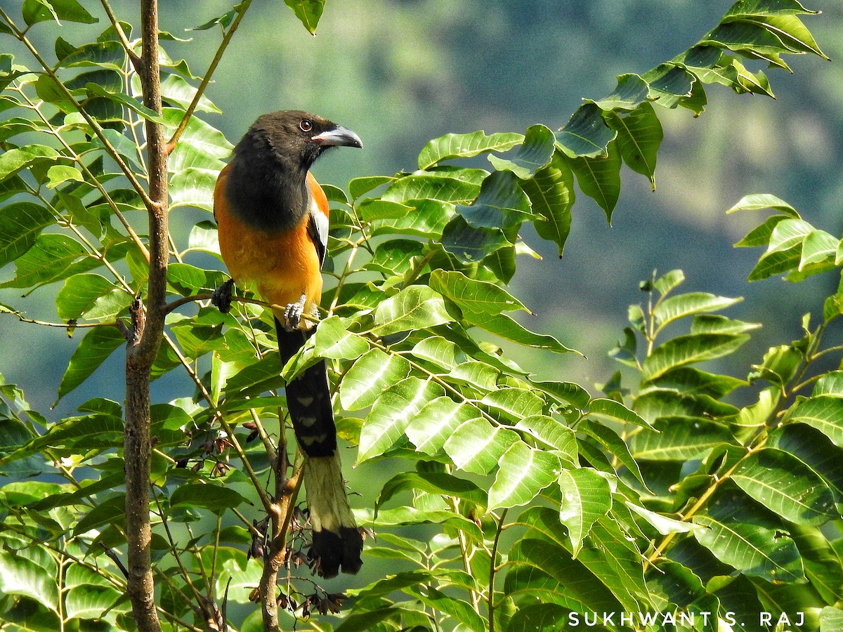 Rufous Treepie - ML181869091