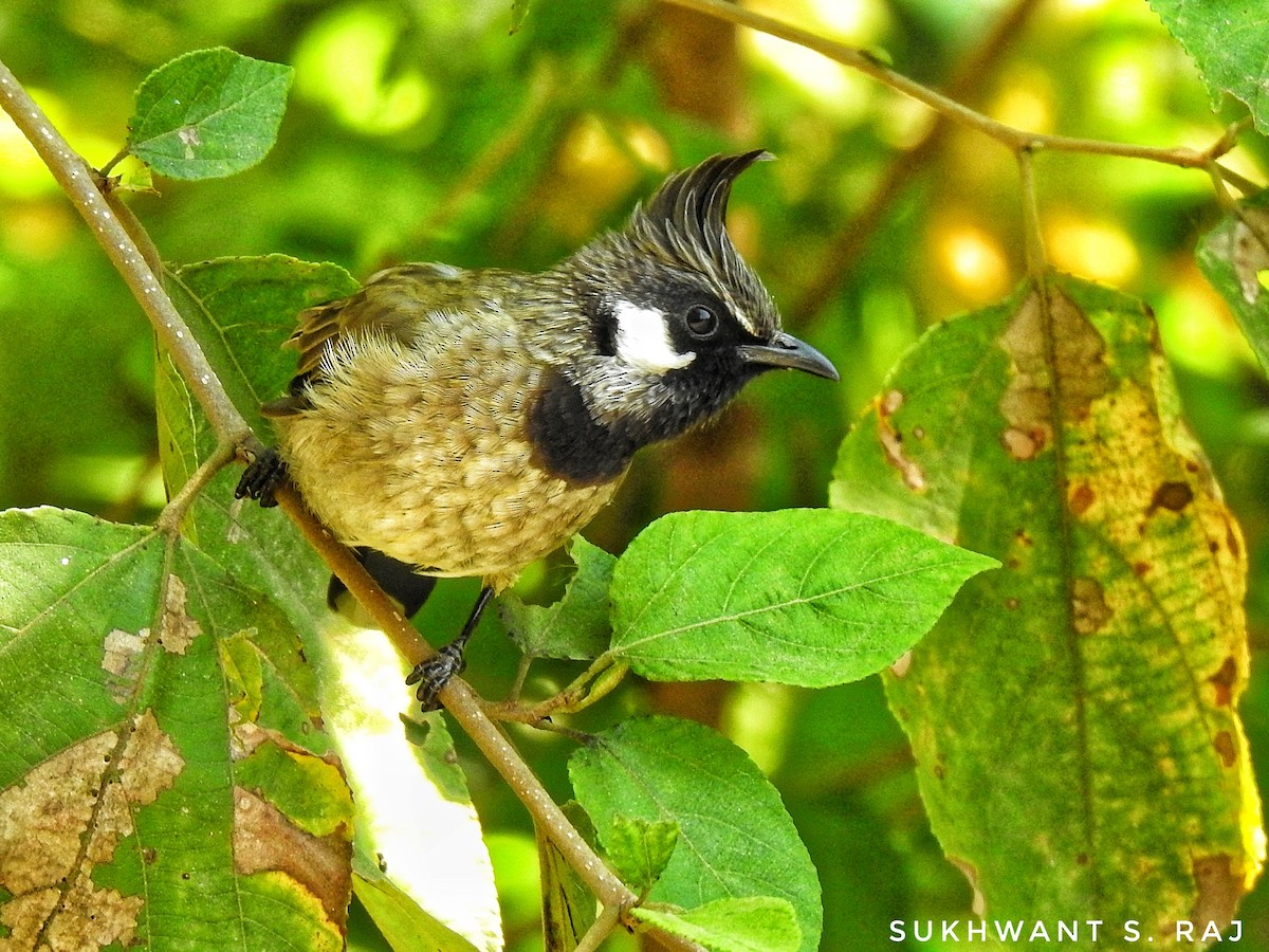 Himalayan Bulbul - ML181869321