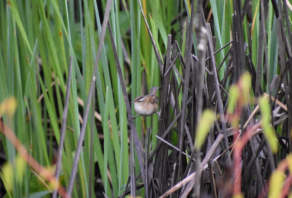 Marsh Wren - ML181872121