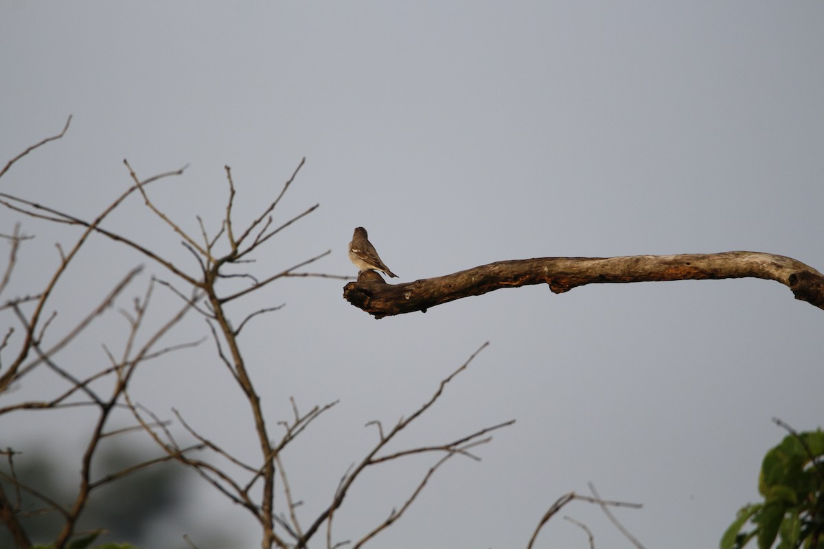 Yellow-throated Sparrow - ML181872151