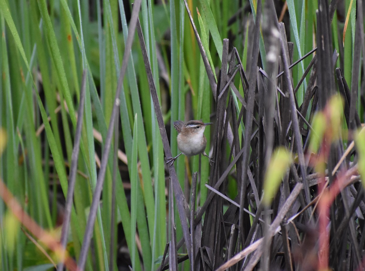 Marsh Wren - ML181872181